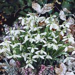 Snowdrops