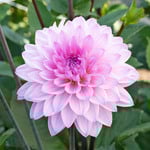  Dahlia 'Karma Prospero'
