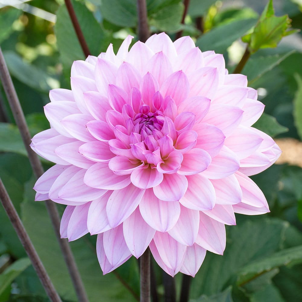 Dahlia 'Karma Prospero'