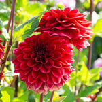 Red Dahlias