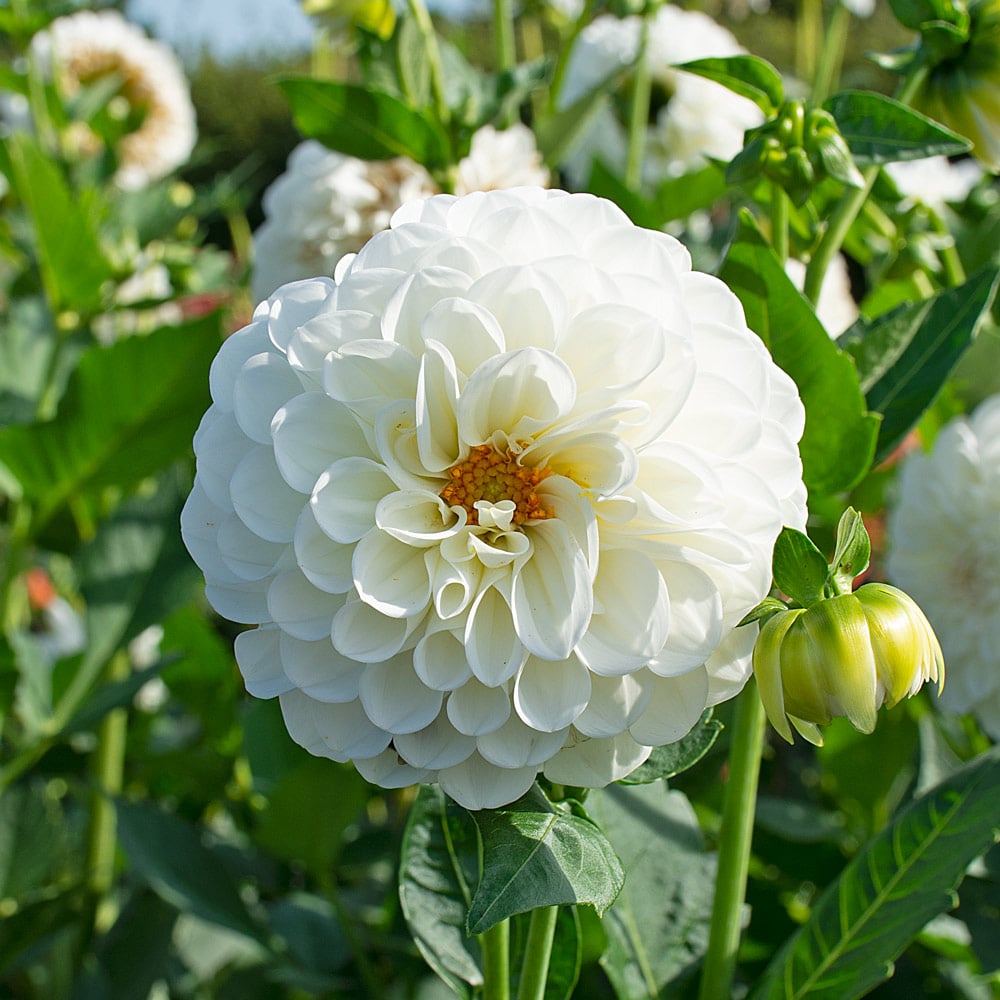 Dahlia 'Boom Boom White'