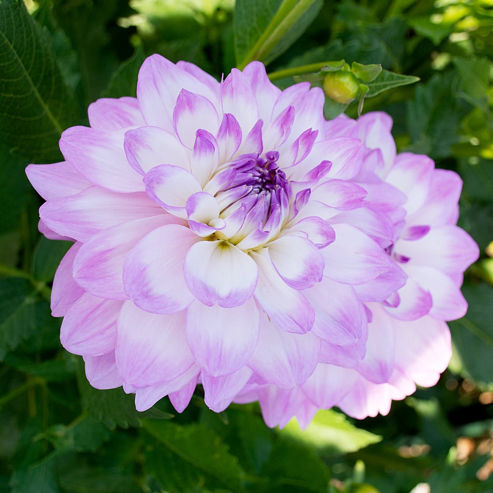 Dahlia 'Mikayla Miranda'