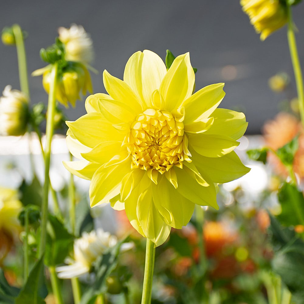 houseonthehill yellowflower ロンティ 80サイズ Chris' A Lalalala Long Hosta - 4.5 Inch Container (NEW For 2022