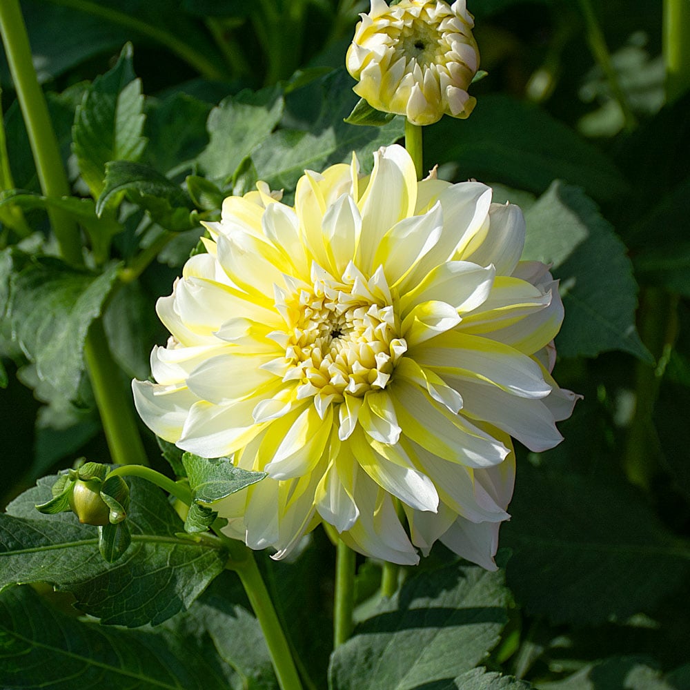 Dahlia 'Hollyhill Lemon Ice'