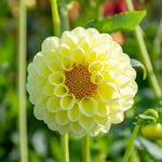 Yellow Dahlias