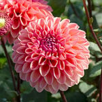  Dahlia 'Daisy Duke'