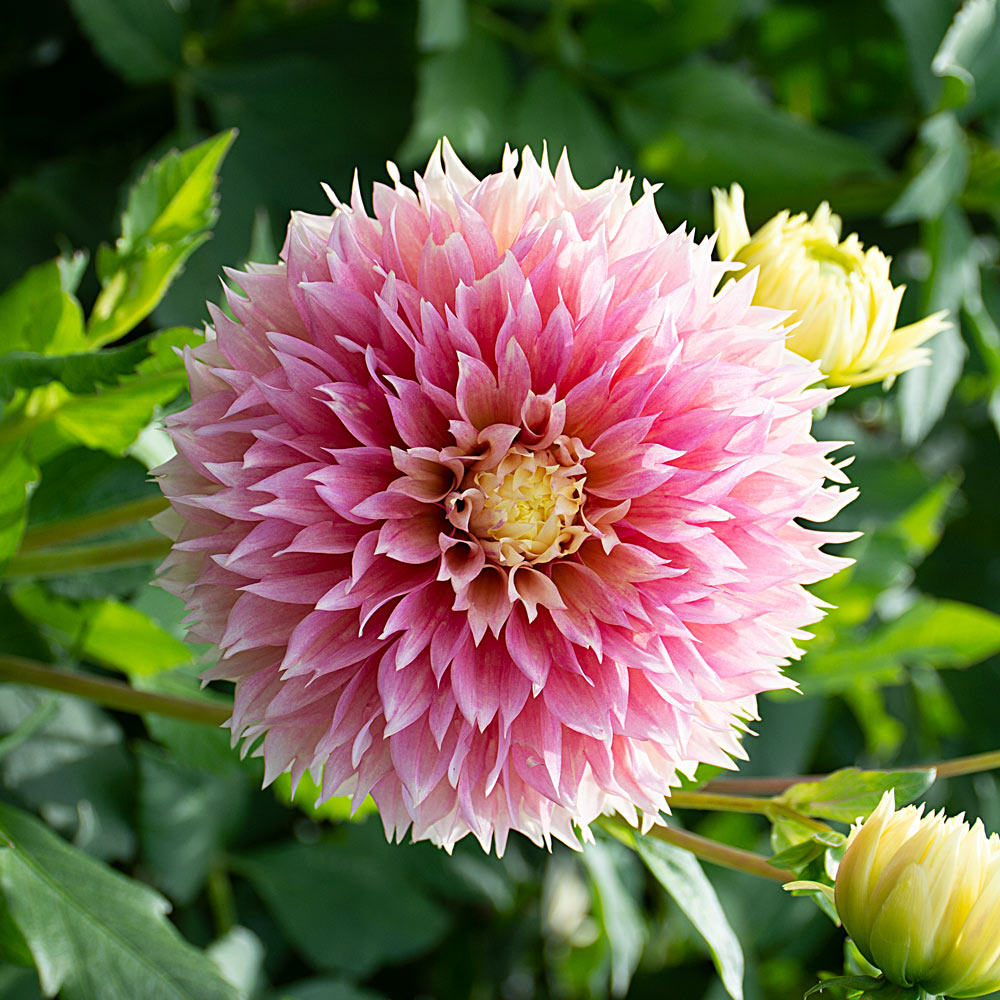 Dahlia 'Kogane Fubuki' | White Flower Farm