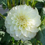 White Dahlias