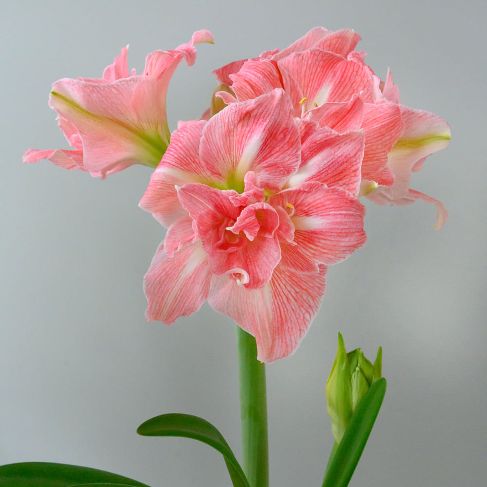 Amaryllis 'Lovely Nymph'