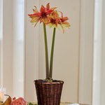  Amaryllis Wild Amazone®, one bulb in woven basket