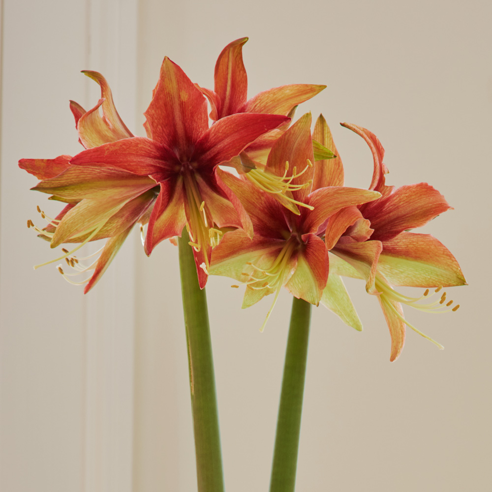 Amaryllis Wild Amazone® White Flower Farm