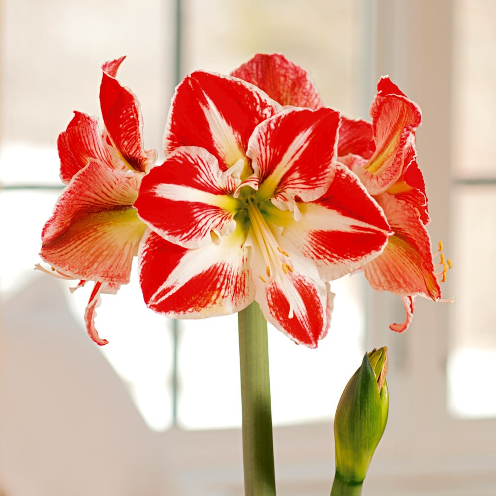 Amaryllis 'Spartacus,' one bulb in nursery pot