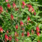 Plants for Hummingbirds