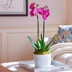 All Indoor Plants