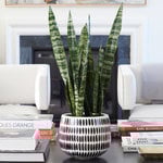  Snake Plant 'Black Coral',  6