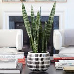  Snake Plant 'Black Coral,' 6