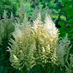  Astilbe x arendsii 'White Gloria'