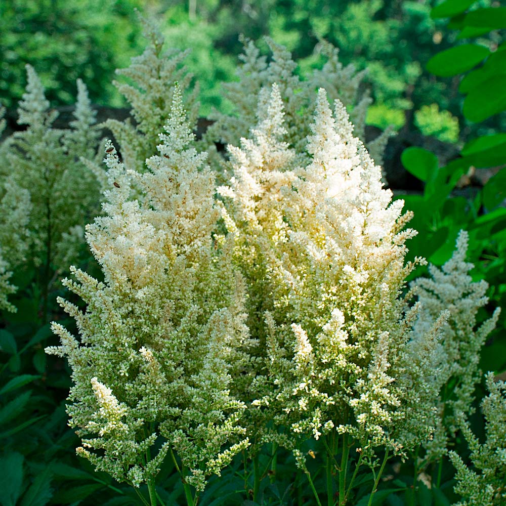 Astilbe x arendsii 'White Gloria'