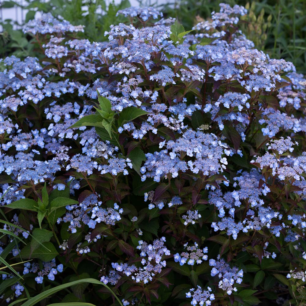 Hydrangea serrata 'Tuff Stuff Ah Ha' (Mountain Hydrangea) - Keeping It  Green Nursery