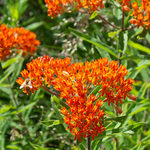 Asclepias