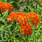 North American Native Plants