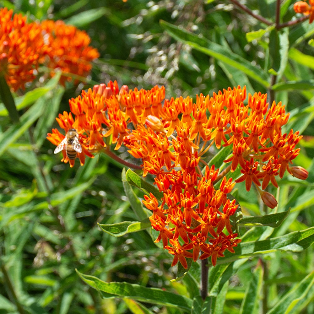 Asclepias tuberosa | White Flower Farm