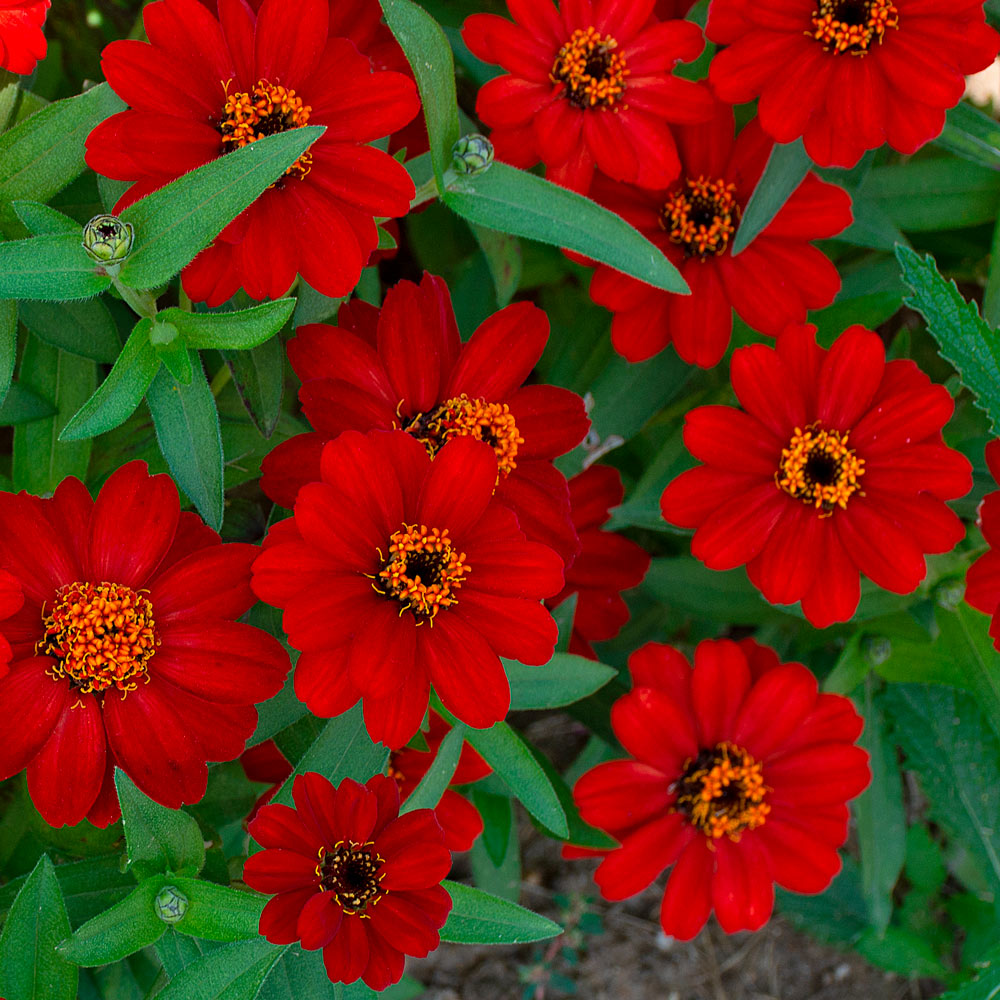 Zinnia 'Profusion Red' White Flower Farm