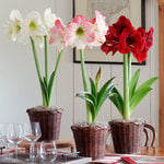  Three Months of Colorful Amaryllis, December - February