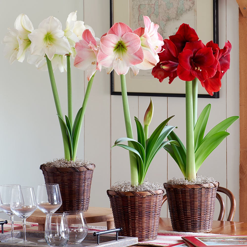 Three Months of Colorful Amaryllis, December - February