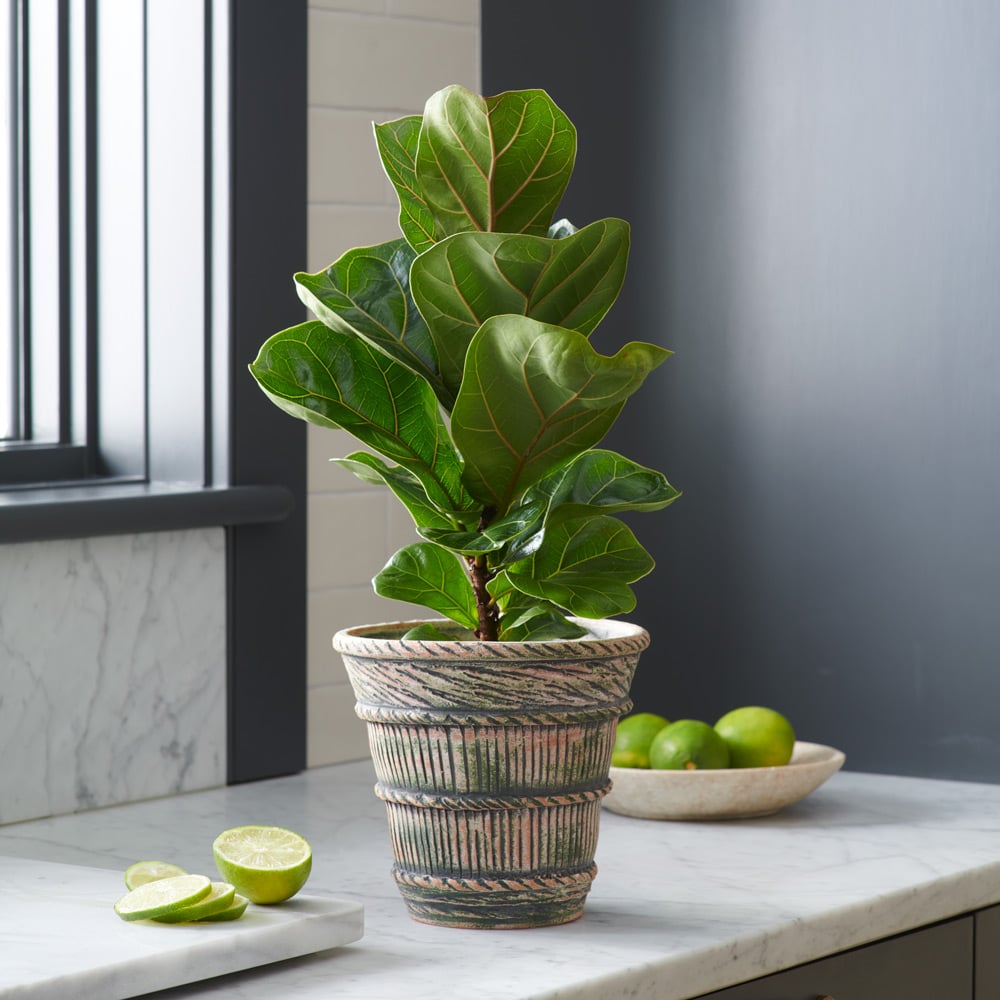 Fiddle-Leaf Fig 'Bambino'