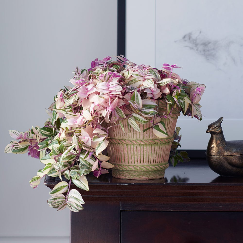 Tradescantia 'Rainbow'