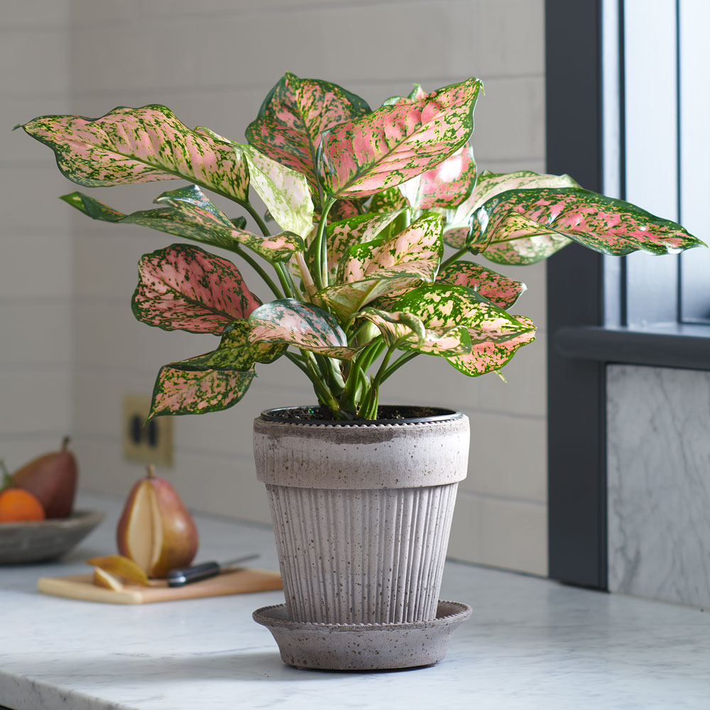 Chinese Evergreen 'Lady Valentine'
