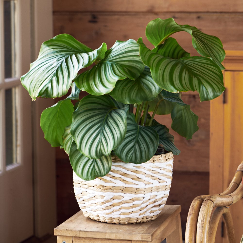 Calathea orbifolia