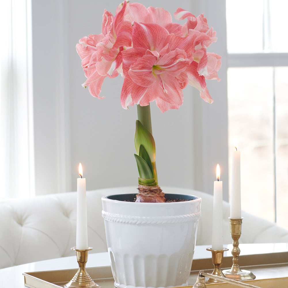 Amaryllis 'Rozetta'