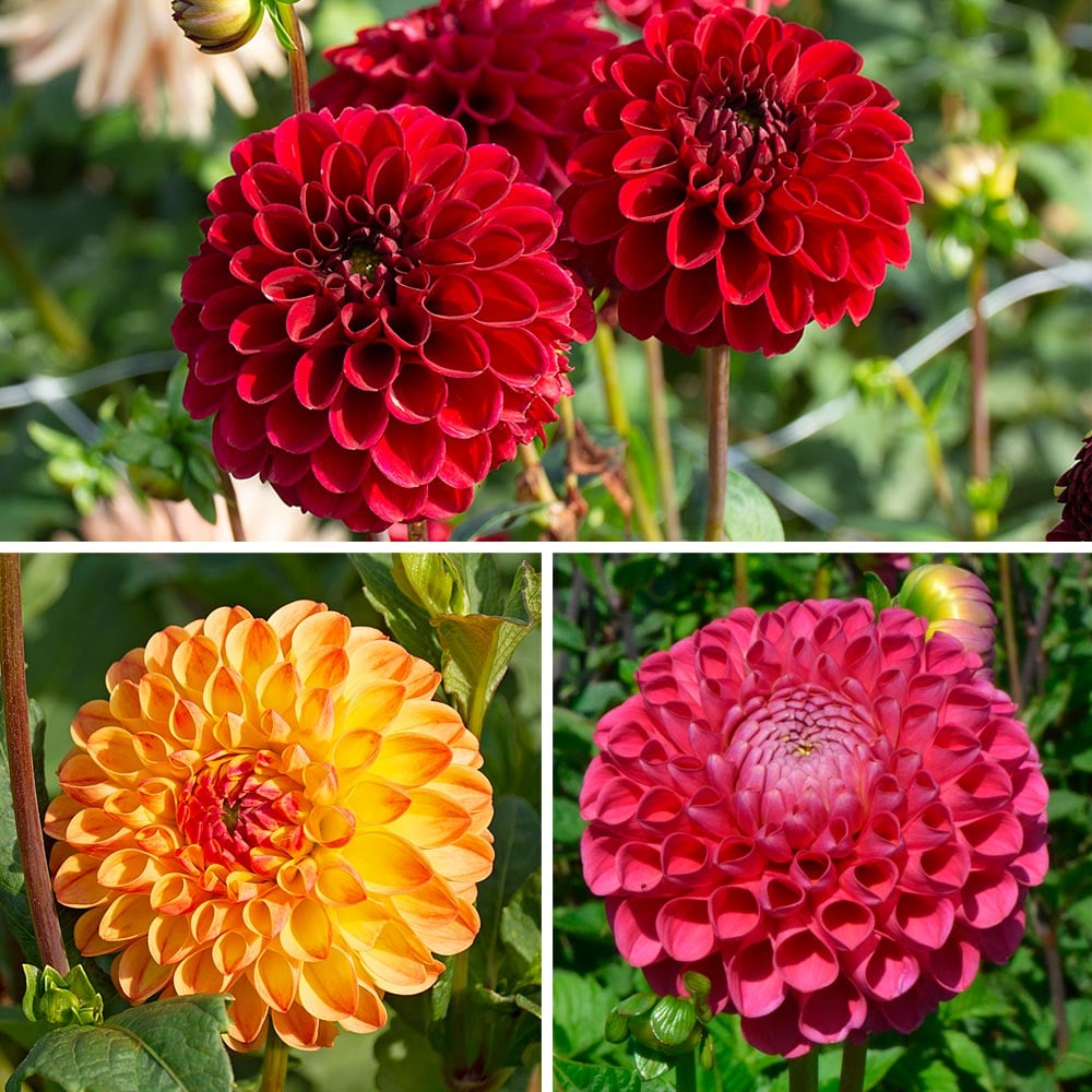 Beach Balls Dahlia Trio Collection