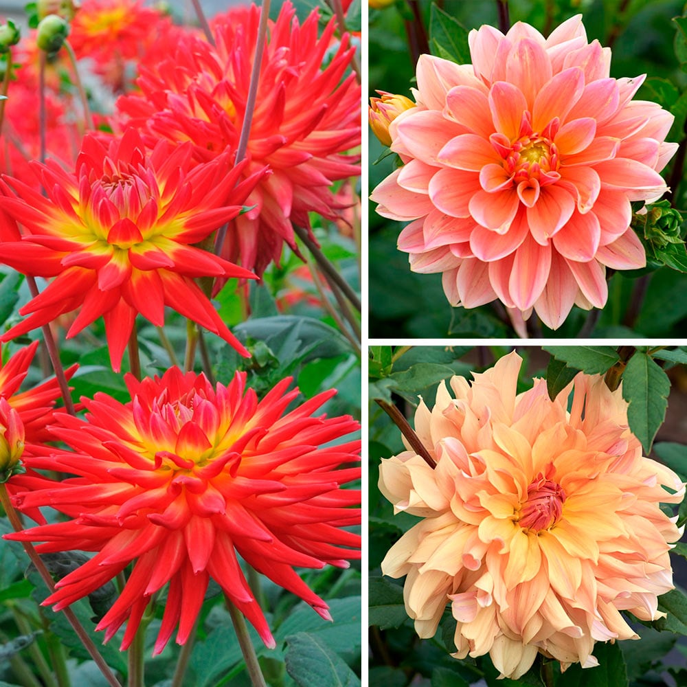 Fireworks Dahlia Trio Collection