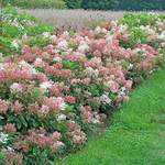 Panicle Hydrangeas