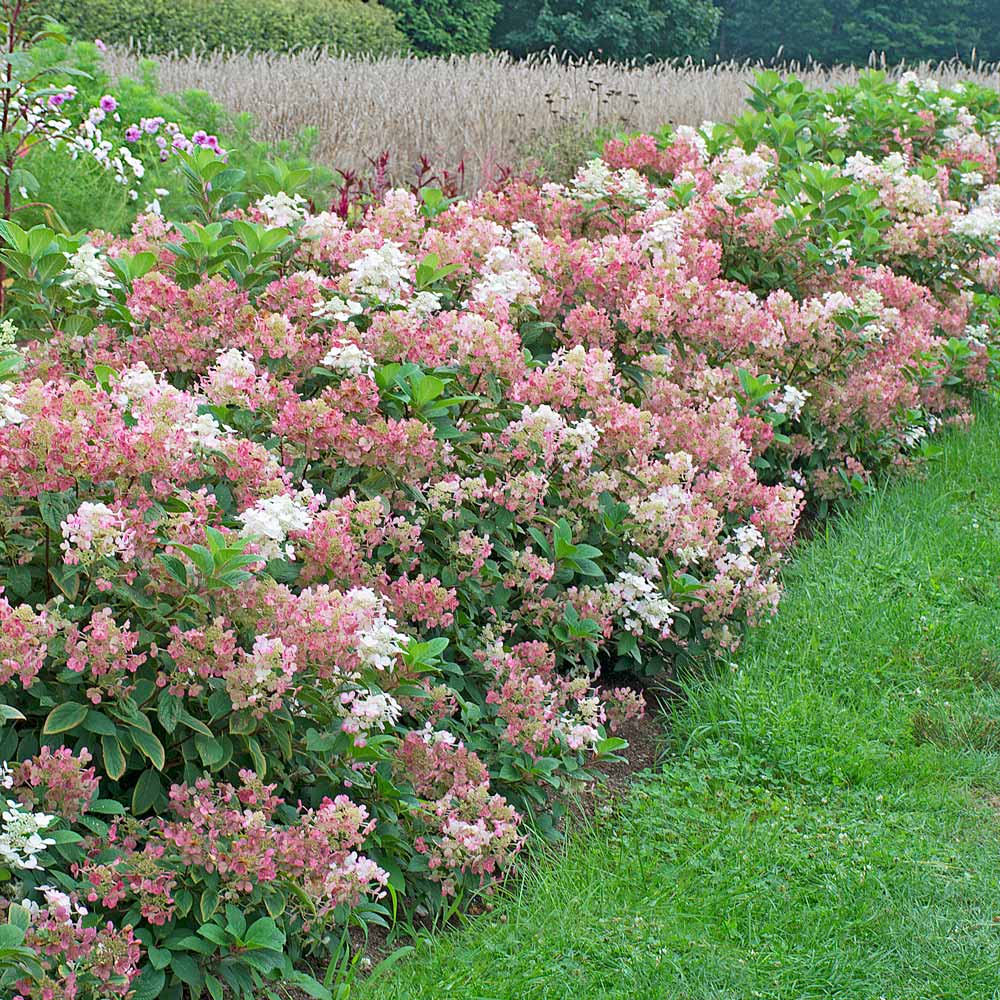 Hydrangea paniculata Little Quick Fire White Flower Farm