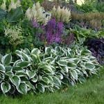 Low Maintenance Plants for Shade & Part Shade