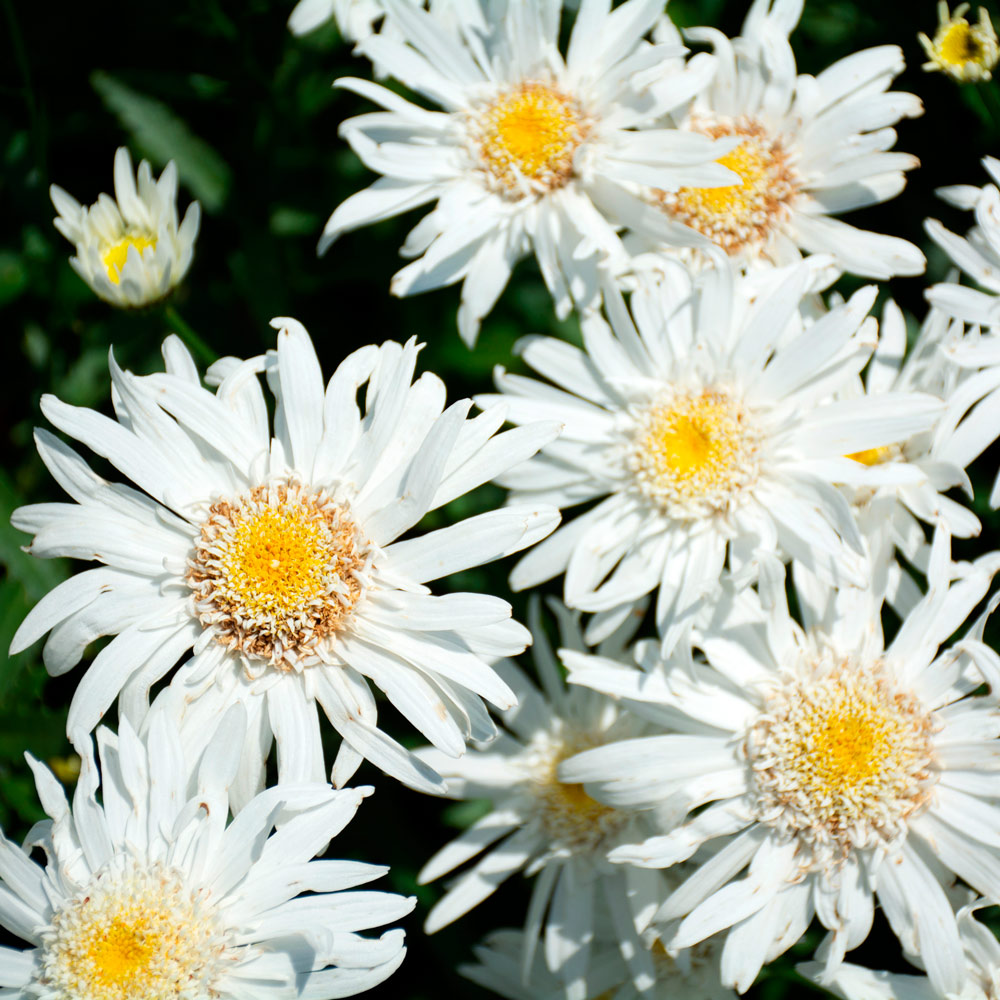 Leucanthemum  x superbum 'Christine Hagemann'