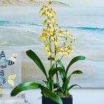  Months of Specialty Orchids - Grower's Choice