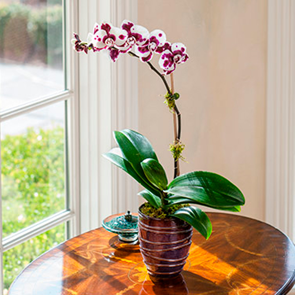 Months of Easy-Care Moth Orchids - Grower's Choice