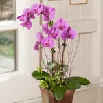 Pink Moth Orchid Garden