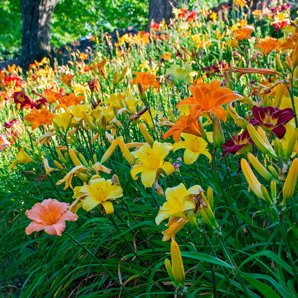 Unique 50 Daylilies - Hemerocallis