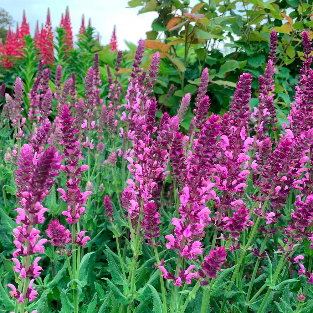 Salvia x sylvestris 'Rose Queen'