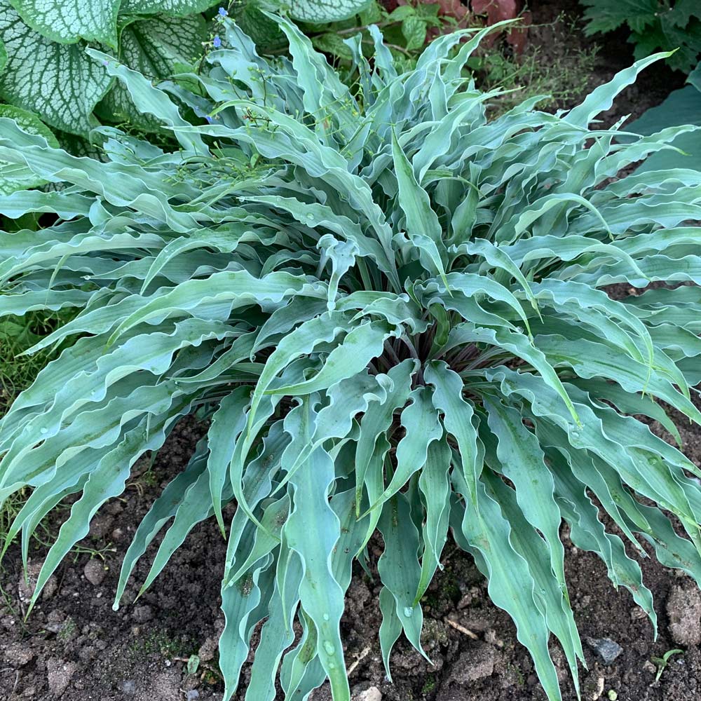 Hosta 'Silly String'