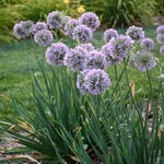  Allium 'Bubble Bath'