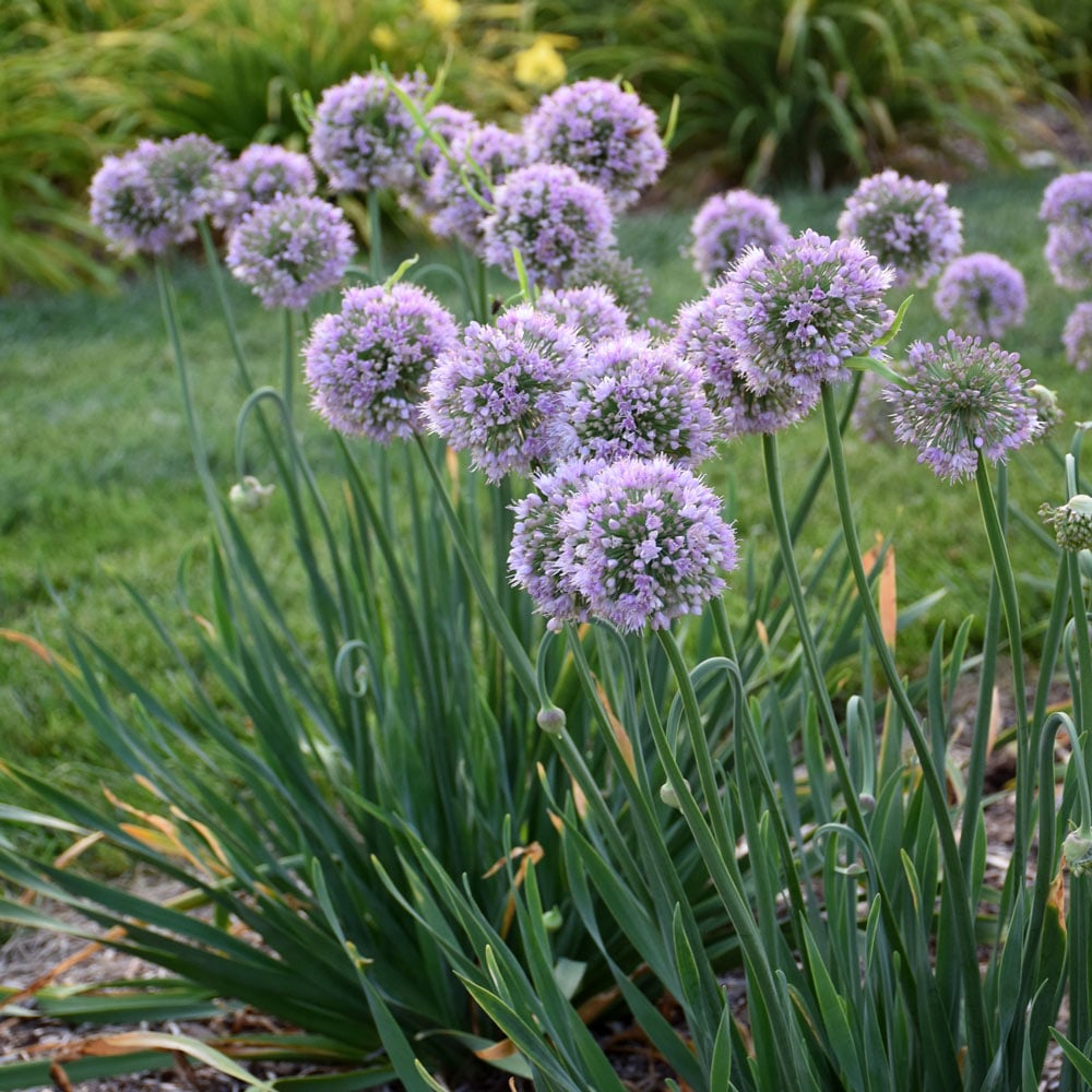 Allium 'Bubble Bath'