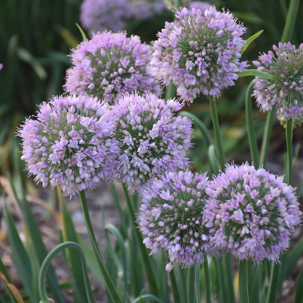 Allium 'Bubble Bath' White Flower Farm