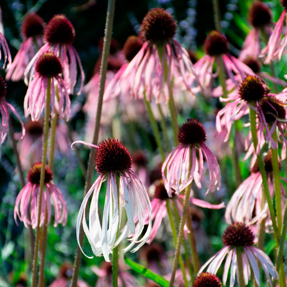 Echinacea pallida